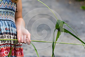 Fish crafted from palm leaves