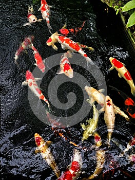 Cranberry fish are eating feed pellet in the pondÃ¢â¬â¹ atÃ¢â¬â¹ BangkokÃ¢â¬â¹ Thailand. Some are eating algae or moss. photo