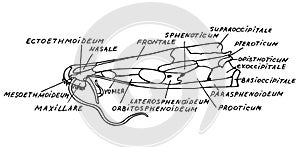 Fish cranium anatomy. Hand drawn vector illustration.