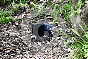 Fish crow Corvus ossifragus, 1.