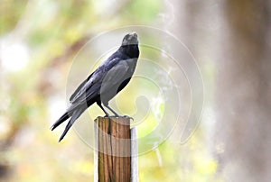 Fish Crow on a pole in the Okefenokee Swamp National Wildlife Refuge in Georgia USA