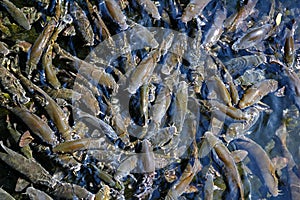 Fish crowded school Iberian Barbel Barbus bocagei
