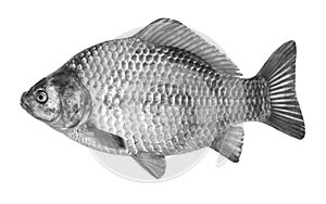 Fish crucian carp, isolated on white background.