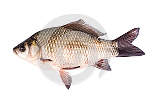 Fish crucian