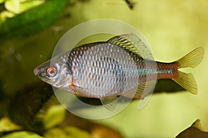 Fish cyprinidae (Rhodeus amarus)