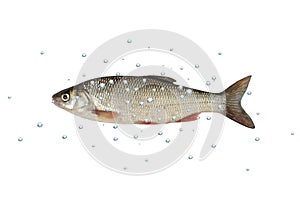Fish dace white background