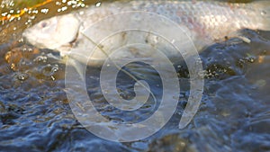 Fish dead killed from polluted water in lake. On the waves.