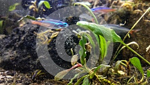 Fish in the decorative aquarium