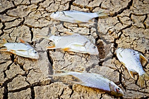 Fish died on cracked earth