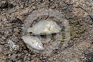 Fish died on cracked earth, concept for drought