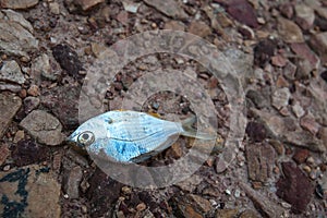 Fish died on rock ground cracked earth / drought / river dried up /famine / scarcity / global warming / natural destruction photo
