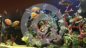 fish of different species in the aquarium