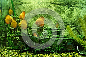 Fish Discus Marlboro yellow, Novosibirsk Zoo