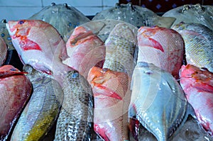 Fish display at a fish market in Asia photo
