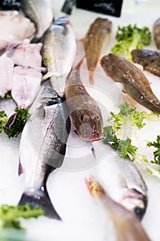 Fish displayed on the market