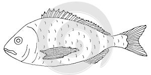 Fish dorado hand drawn. Black and white. Beautiful fish drawing on white background. Vector illustration