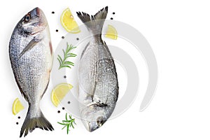 Fish dorado isolated on white background with clipping path and full depth of field. Top view with copy space for your