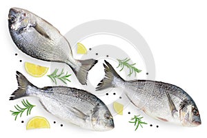 Fish dorado isolated on white background with clipping path and full depth of field. Top view with copy space for your