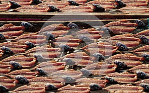 Fish drying