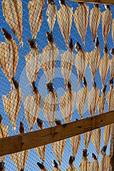 Fish drying on the beach in Nazare