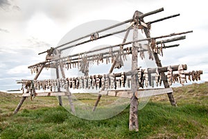 Fish drying on Flatey Island, Iceland