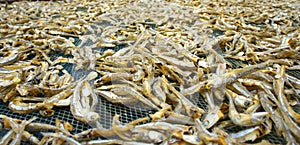 Fish drying out in the sun