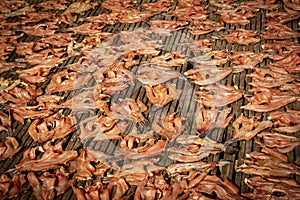 Fish drying on the street in asia