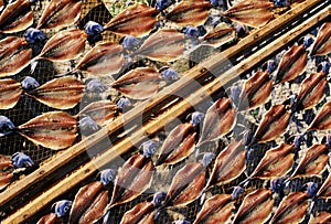 Fish drying in the sun