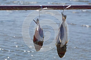 Fish drying in sun for human consumption taken before breading size depleting fish stocks
