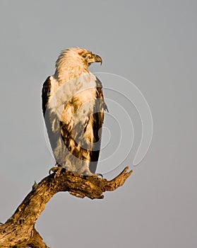 Fish Eagle