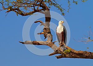 Fish Eagle