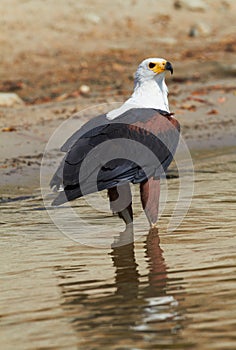 Fish Eagle