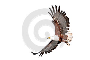 Fish eagle beautifully flying on isolated white background photo