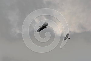 Fish eagle and Crow flight