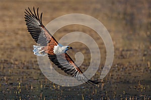 Fish Eagle flyby