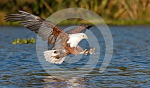Fish eagle flying low over the water of Lake Naivasha and claws stretched out with claws for a moment before the attack