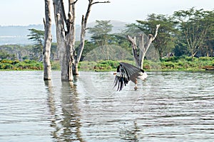 Fish eagle, Haliaeetus vocifer, about to catch a fish from the surface of Lake Naivasha, Kenya. These skilled predators