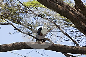 Fish Eagle at Lake Baringo, Kenya