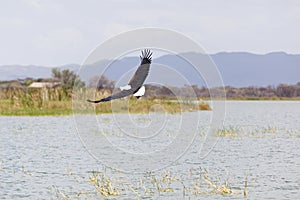 Fish Eagle at Lake Baringo, Kenya