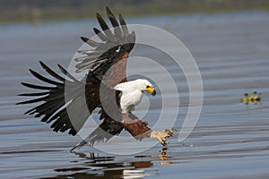 Fish eagle at the last moment to attack prey