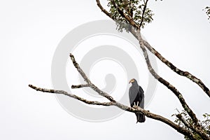 Fish eagle Pandion haliaetus in Surinam