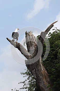 Fish Eagle perch