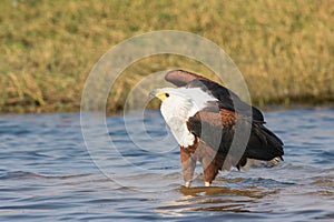 Fish eagle searching for fish in river