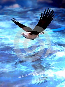 Fish Eagle Soaring Flying Over Stormy Ocean Waters