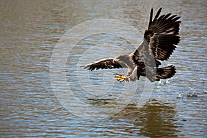 Fish Eagle swooping over prey