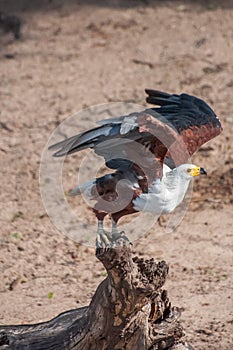 Fish Eagle Taking Flight