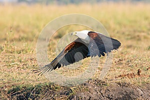 Fish eagle taking flight