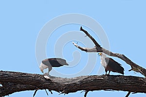 Fish eagles bickering