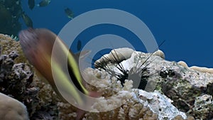 Fish eat dead black sea urchin Echinothrix diadema underwater.