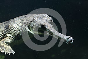 Fish-eating crocodile